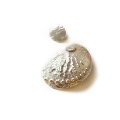 shell earrings