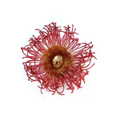 Protea brooch